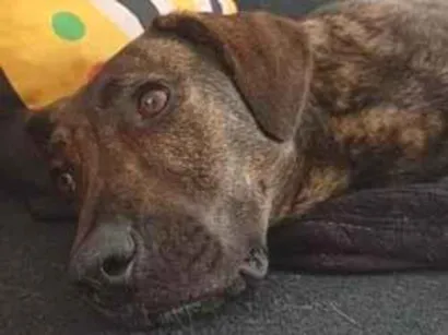 Cachorro raça SRD-ViraLata idade 7 a 11 meses nome Bagheera