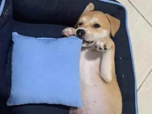 Cachorro raça SRD-ViraLata idade 2 a 6 meses nome Simba