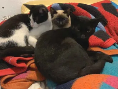 Gato raça SRD-ViraLata idade 1 ano nome Enzo Gabriel 