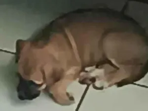 Cachorro raça SRD-ViraLata idade 2 a 6 meses nome Caramela