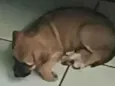Caramela
