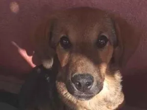 Cachorro raça SRD-ViraLata idade 2 a 6 meses nome belinha