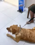 Mel