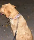 Mel