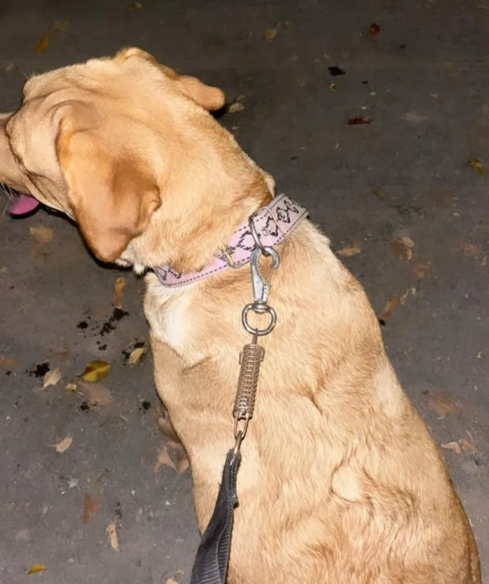 Cachorro raça Labrador idade 4 anos nome Mel