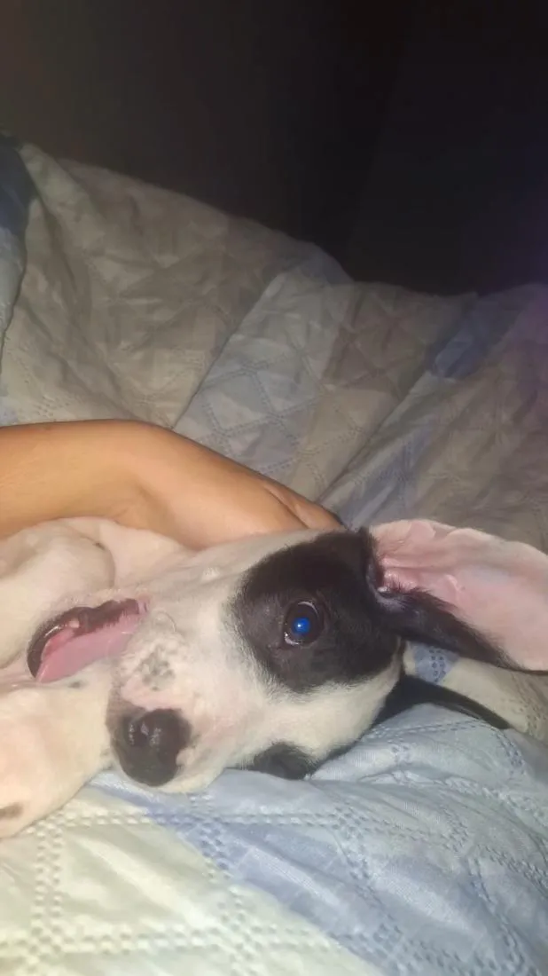 Cachorro raça SRD-ViraLata idade 2 a 6 meses nome Neném 