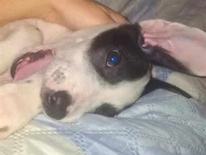 Cachorro raça SRD-ViraLata idade 2 a 6 meses nome Neném 