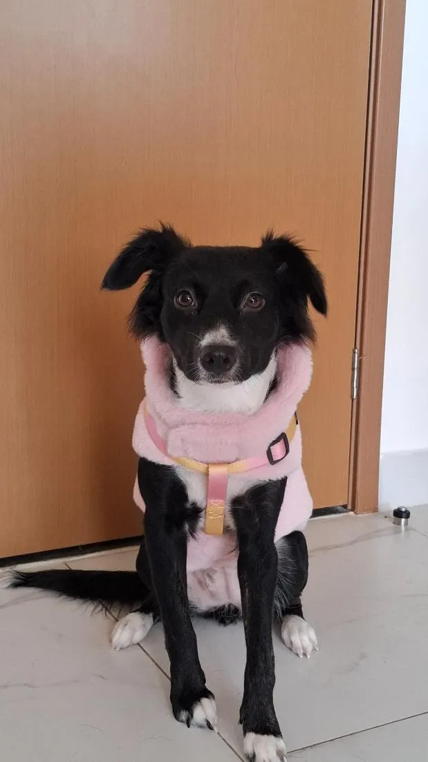 Cachorro raça SRD-ViraLata idade 2 anos nome Cordélia