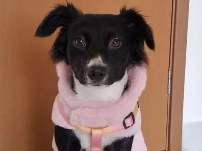 Cachorro raça SRD-ViraLata idade 2 anos nome Cordélia