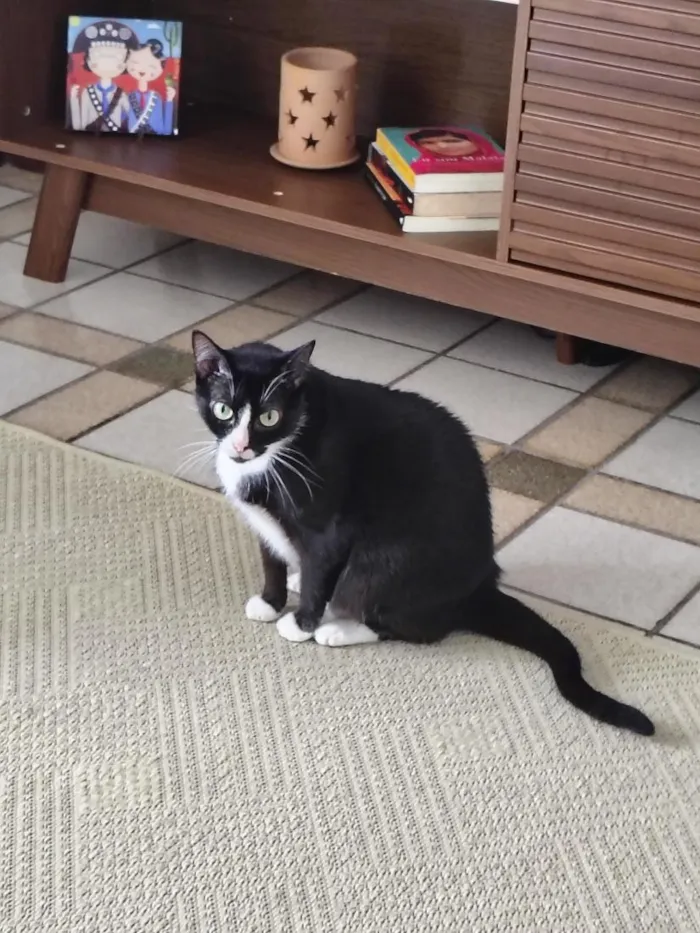 Gato raça SRD-ViraLata idade 3 anos nome Frida