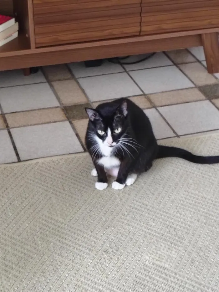 Gato raça SRD-ViraLata idade 3 anos nome Frida