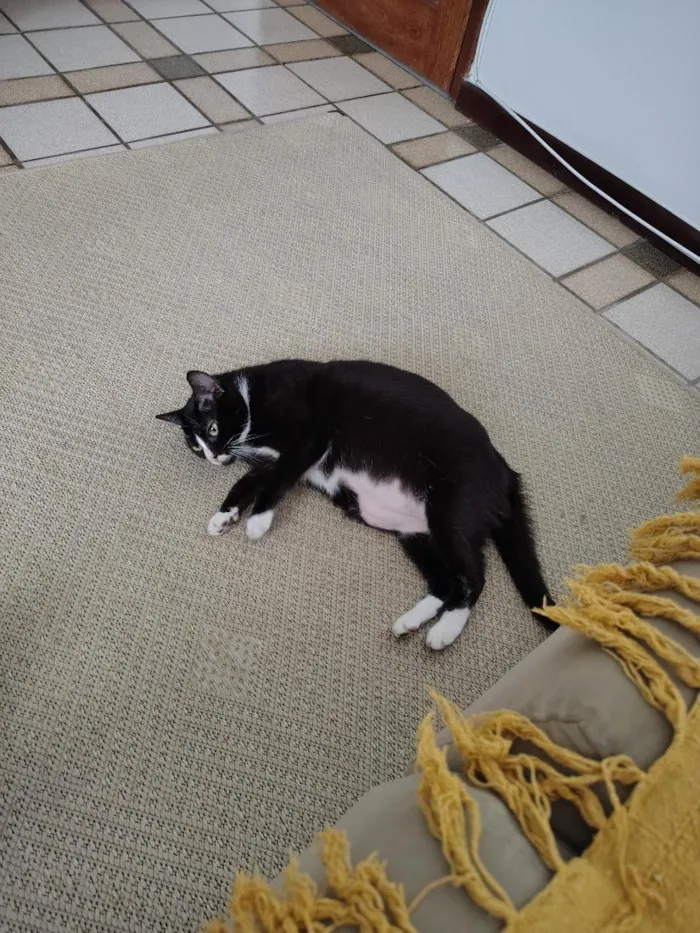Gato raça SRD-ViraLata idade 3 anos nome Frida