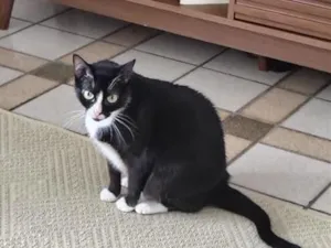 Gato raça SRD-ViraLata idade 3 anos nome Frida
