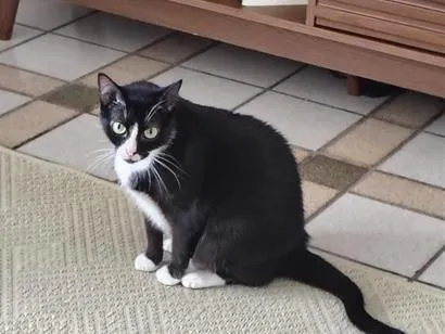 Gato raça SRD-ViraLata idade 3 anos nome Frida