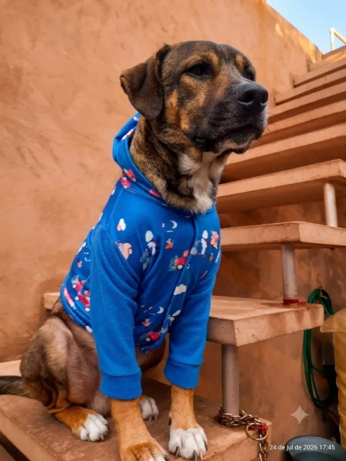 Cachorro raça SRD-ViraLata idade 3 anos nome Zeus 