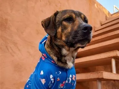Cachorro raça SRD-ViraLata idade 3 anos nome Zeus 