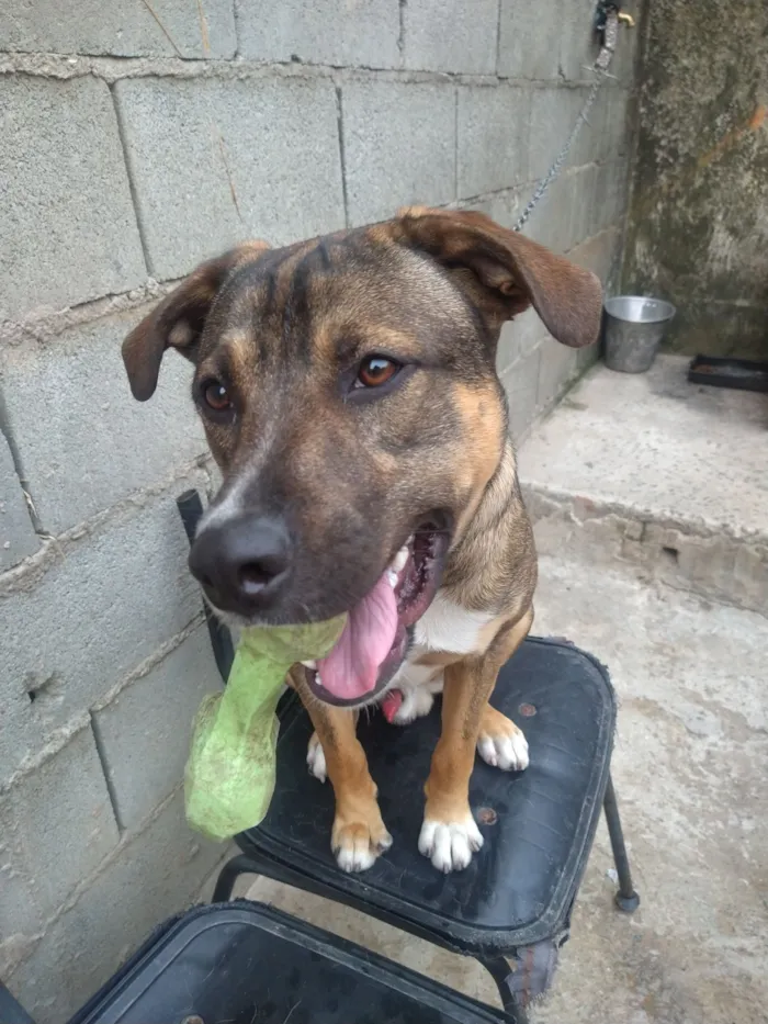 Cachorro raça SRD-ViraLata idade 3 anos nome Zeus 