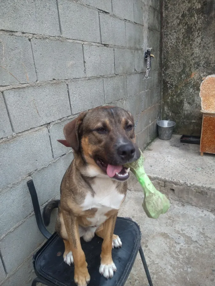 Cachorro raça SRD-ViraLata idade 3 anos nome Zeus 