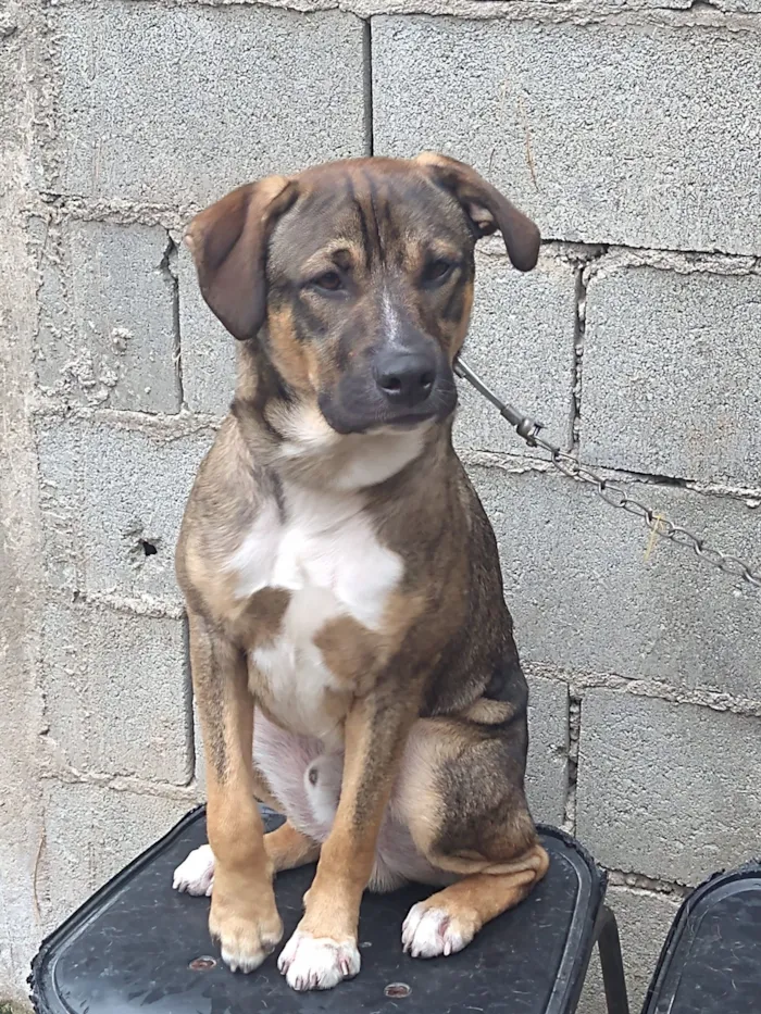 Cachorro raça SRD-ViraLata idade 3 anos nome Zeus 