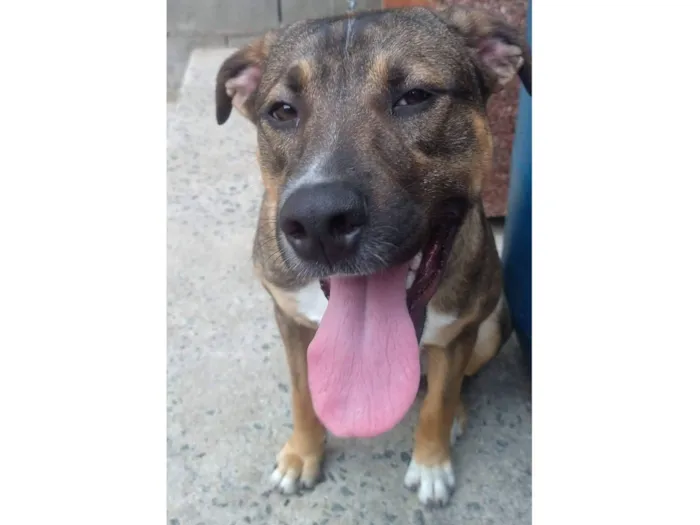 Cachorro raça SRD-ViraLata idade 3 anos nome Zeus 