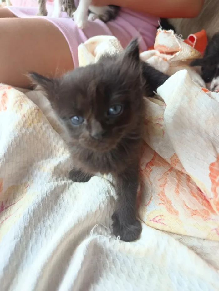 Gato raça SRD-ViraLata idade Abaixo de 2 meses nome Espoletinhas 