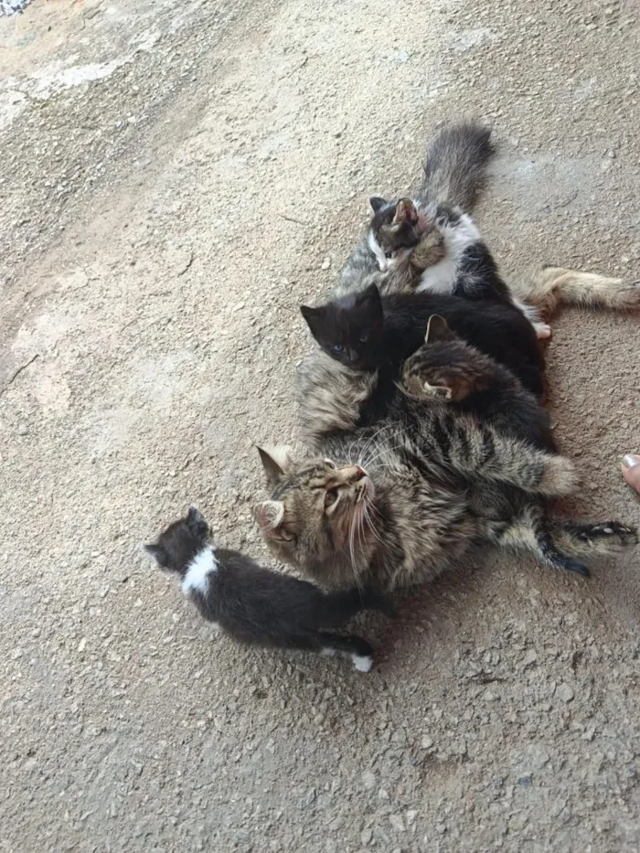 Gato raça SRD-ViraLata idade Abaixo de 2 meses nome Espoletinhas 