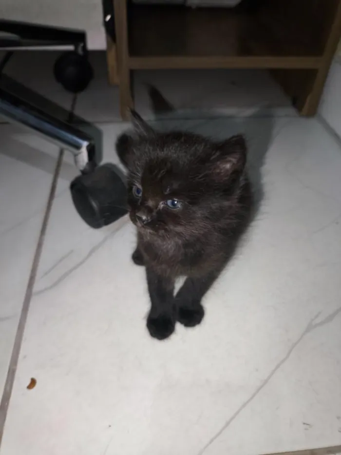 Gato raça SRD-ViraLata idade Abaixo de 2 meses nome Espoletinhas 