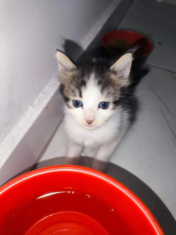 Gato raça SRD-ViraLata idade Abaixo de 2 meses nome Espoletinhas 