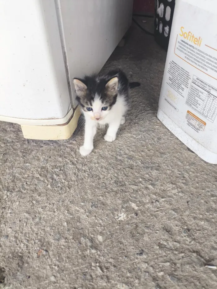 Gato raça SRD-ViraLata idade Abaixo de 2 meses nome Espoletinhas 