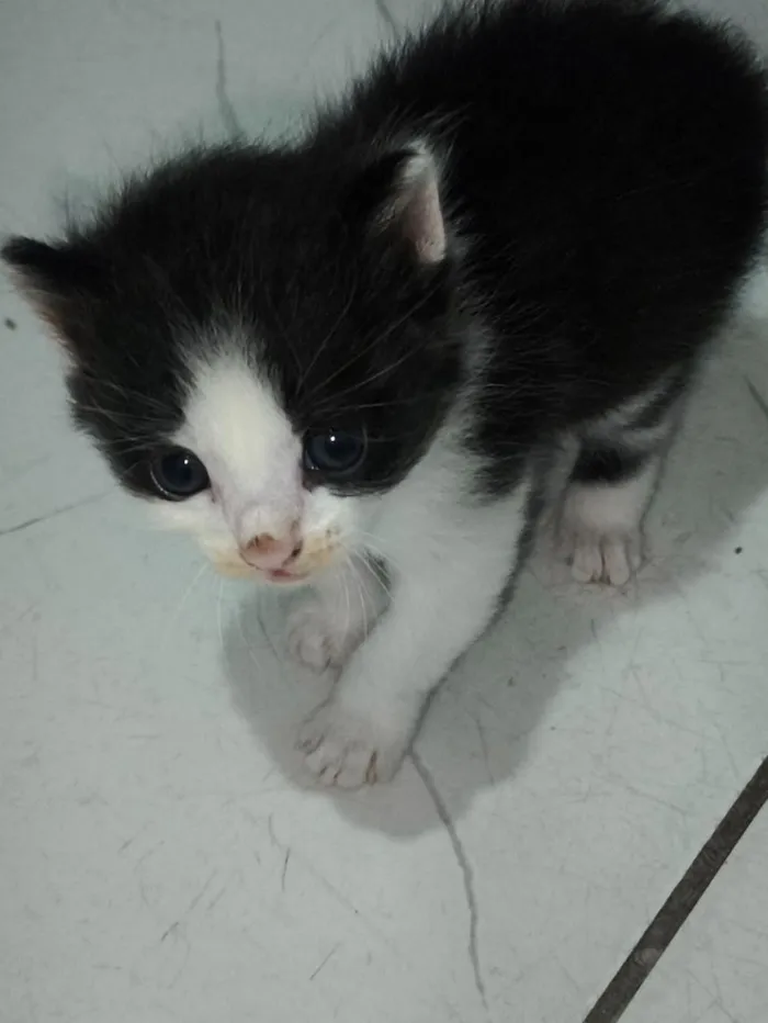 Gato raça SRD-ViraLata idade Abaixo de 2 meses nome Espoletinhas 