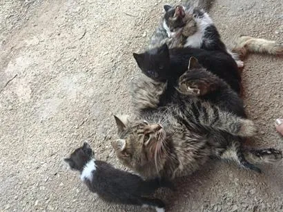 Gato raça SRD-ViraLata idade Abaixo de 2 meses nome Espoletinhas 
