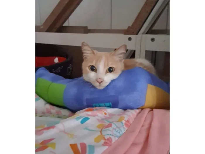 Gato raça SRD-ViraLata idade 7 a 11 meses nome ruiva