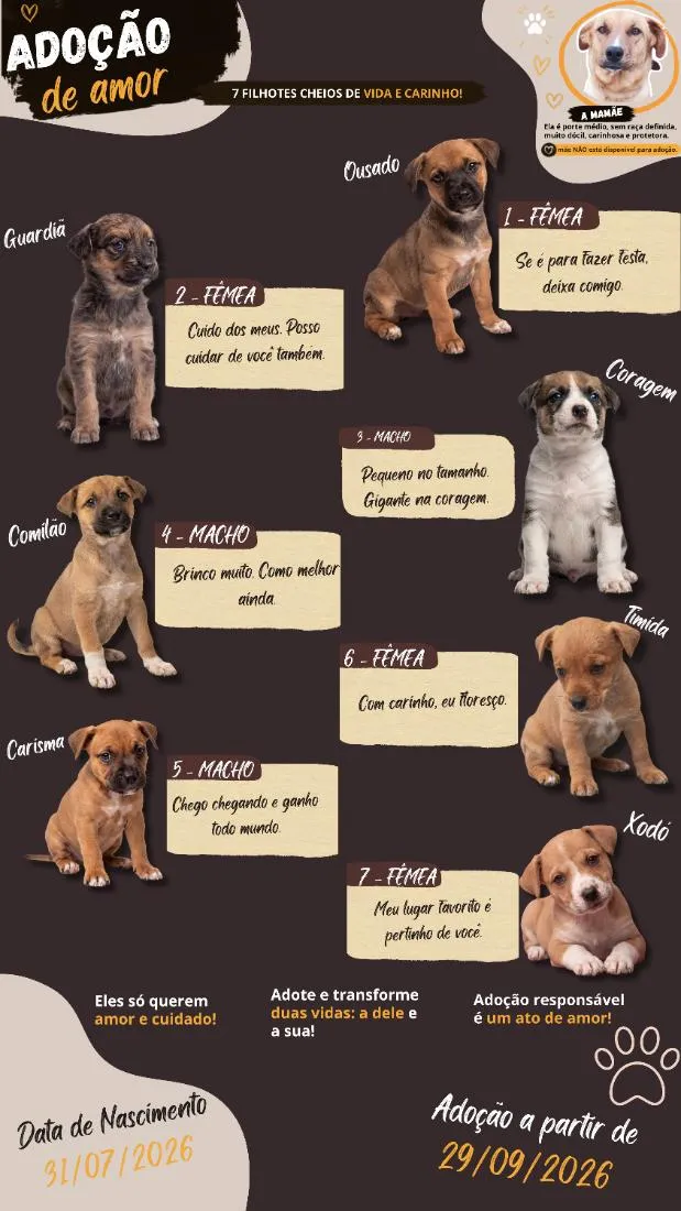 Cachorro raça SRD-ViraLata idade Abaixo de 2 meses nome sete cachorrinhos