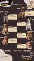 sete cachorrinhos