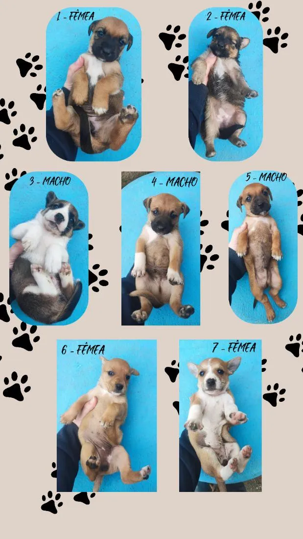 Cachorro raça SRD-ViraLata idade Abaixo de 2 meses nome sete cachorrinhos