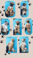 sete cachorrinhos