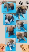 sete cachorrinhos