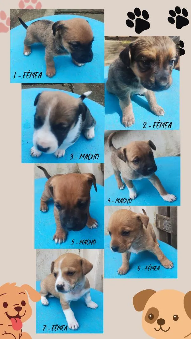 Cachorro raça SRD-ViraLata idade Abaixo de 2 meses nome sete cachorrinhos