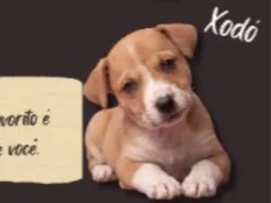 Cachorro raça SRD-ViraLata idade Abaixo de 2 meses nome sete cachorrinhos
