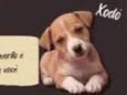 sete cachorrinhos
