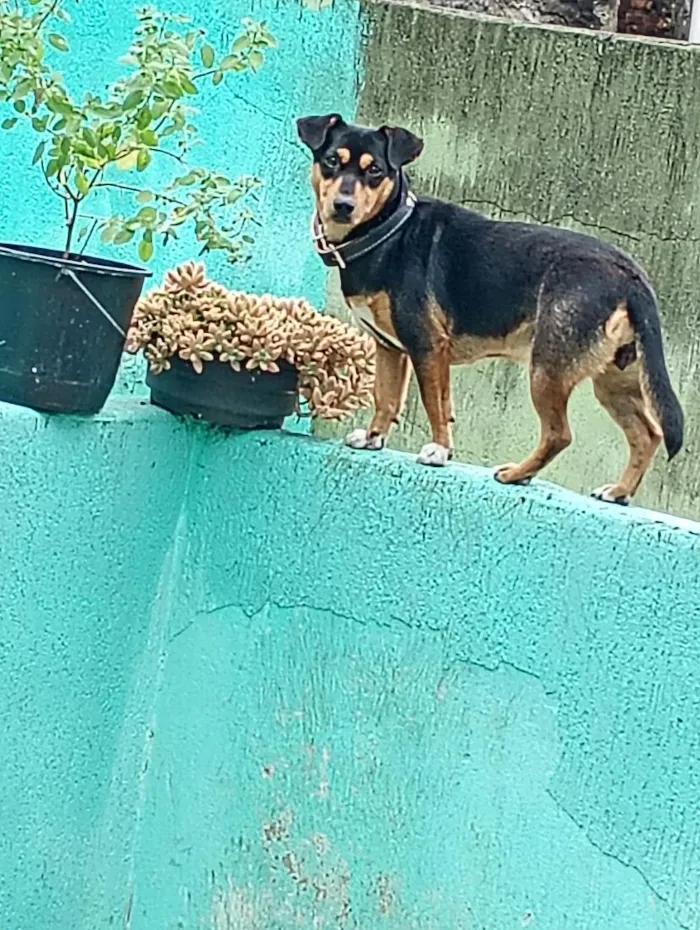 Cachorro raça SRD-ViraLata idade 2 anos nome Sofia 