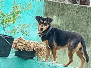Cachorro raça SRD-ViraLata idade 2 anos nome Sofia 