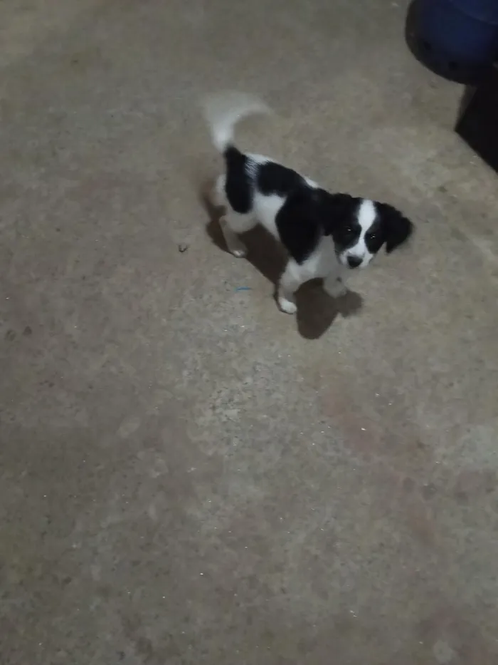Cachorro raça SRD-ViraLata idade 2 a 6 meses nome Luke 