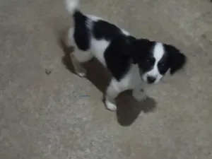 Cachorro raça SRD-ViraLata idade 2 a 6 meses nome Luke 