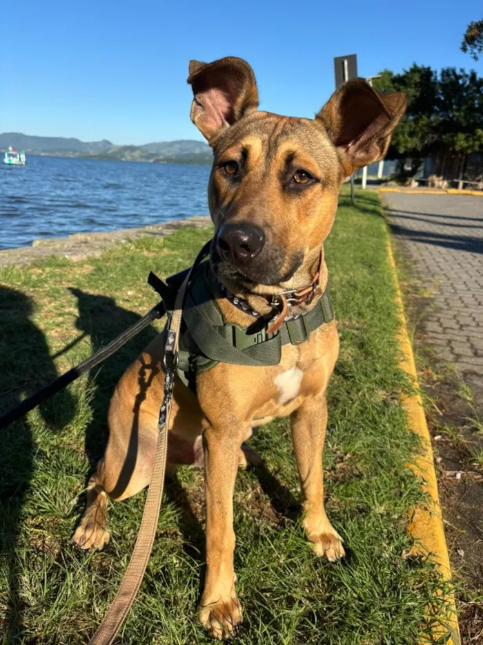 Cachorro raça SRD-ViraLata idade 1 ano nome Alfredo