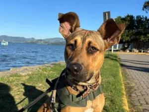 Cachorro raça SRD-ViraLata idade 1 ano nome Alfredo