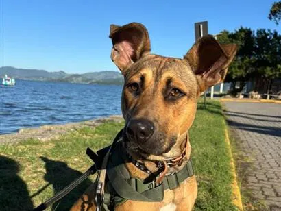 Cachorro raça SRD-ViraLata idade 1 ano nome Alfredo