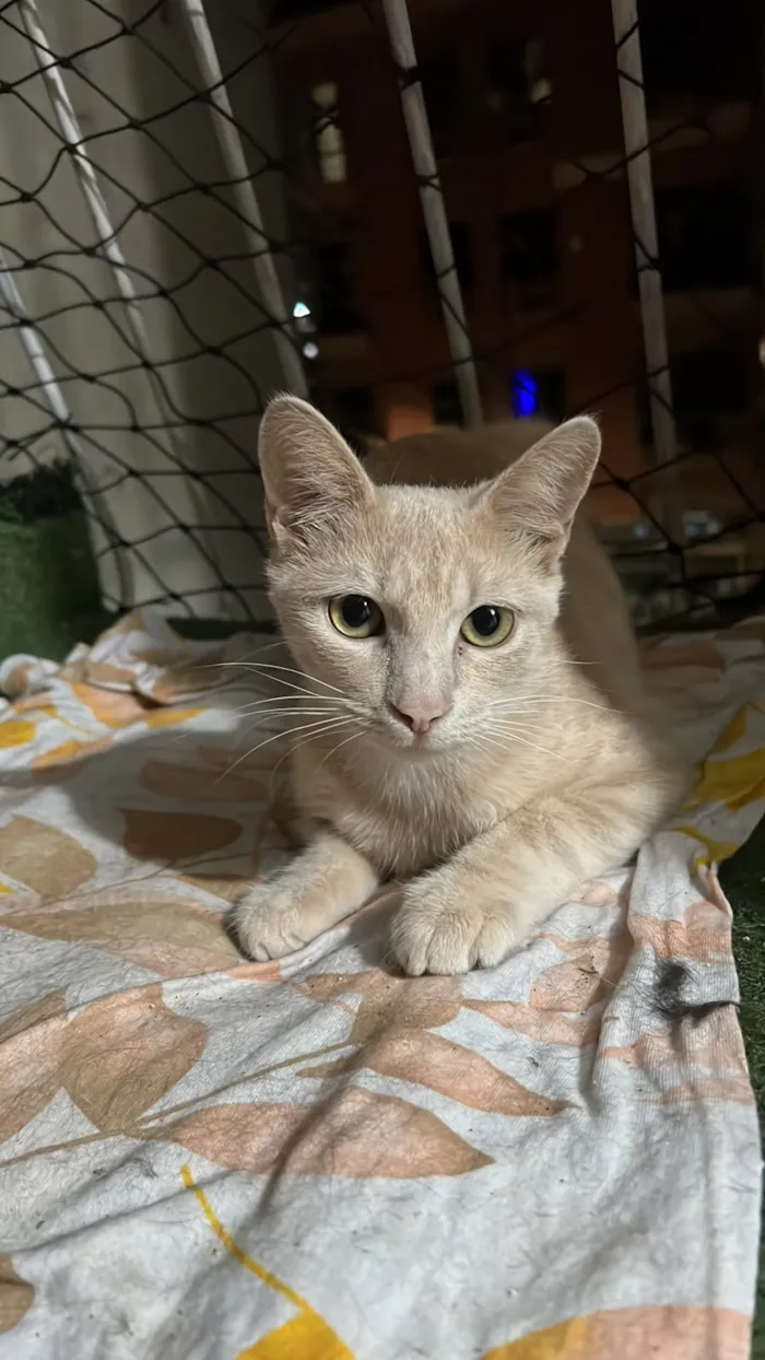 Gato raça SRD-ViraLata idade 7 a 11 meses nome Laranjinha