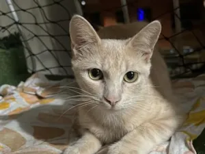 Gato raça SRD-ViraLata idade 7 a 11 meses nome Laranjinha
