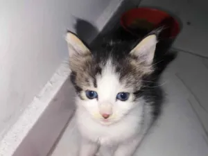 Gato raça SRD-ViraLata idade Abaixo de 2 meses nome Espoletinhas 